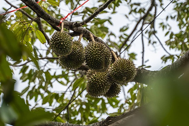 Pemanenan Durian